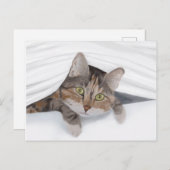 Cat Peeking Out JW Postkarte (Vorne/Hinten)