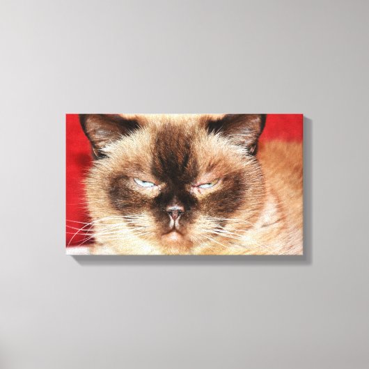 CAT PERSIAN SLEEEPED STRETCHED LEINWAND (Vorderseite)