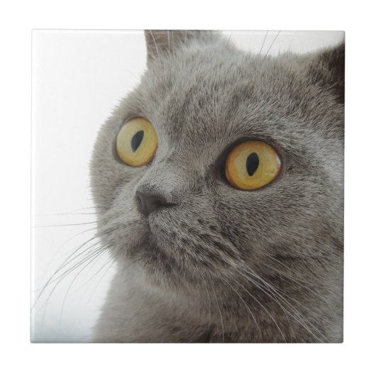 Cat Pet Animal Grumpy Frown Peace Liebe Destiny Fliese (Vorderseite)