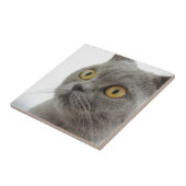Cat Pet Animal Grumpy Frown Peace Liebe Destiny Fliese (Seite)