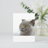 Cat Pet Animal Grumpy Frown Peace Liebe Destiny Postkarte (Stehend Vorderseite)
