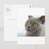 Cat Pet Animal Grumpy Frown Peace Liebe Destiny Postkarte (Vorne/Hinten)