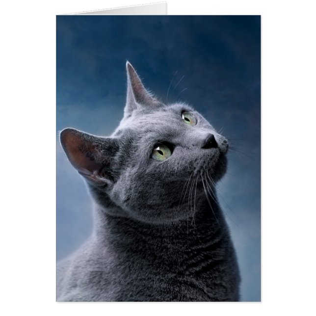 Cat Portrait (Vorne)