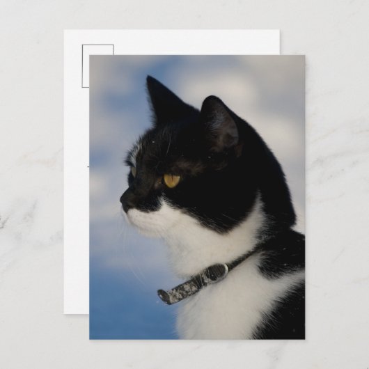 Cat-Portrait CC0104 Postkarte (Vorne/Hinten)