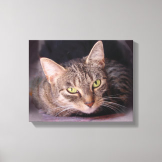 Cat Portrait Leinwanddruck
