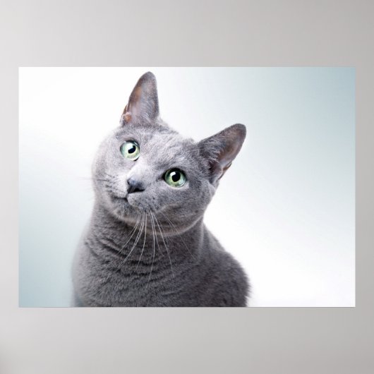 Cat Portrait Poster (Vorne)