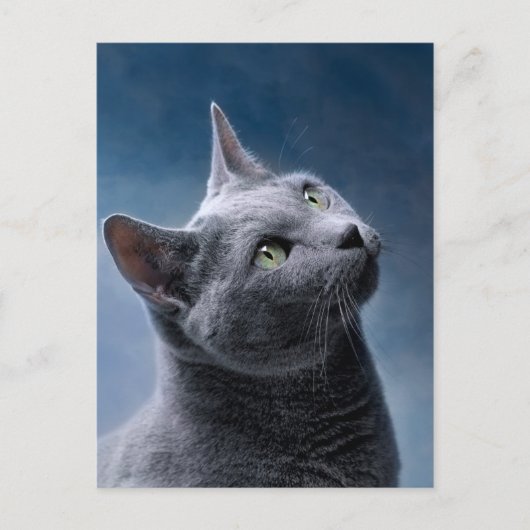 Cat Portrait Postkarte (Vorderseite)