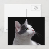 Cat Portrait Postkarte (Vorne/Hinten)