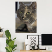 Cat Portrait Print Poster (Heimbüro)