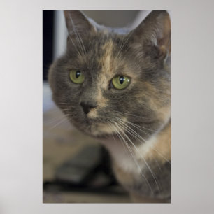 Cat Portrait Print Poster