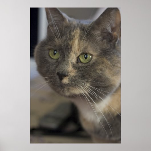 Cat Portrait Print Poster (Vorne)