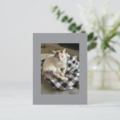 Cat Postcard Postkarte (Stehend Vorderseite)