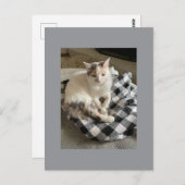 Cat Postcard Postkarte (Vorne/Hinten)