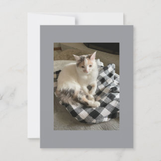 Cat Postcard Postkarte
