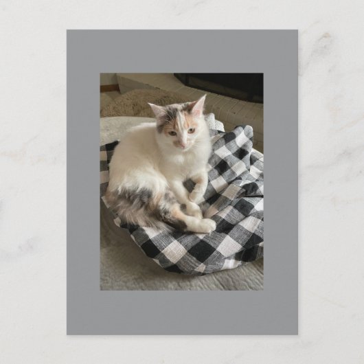 Cat Postcard Postkarte (Vorderseite)