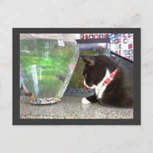 "Cat Postcard" Postkarte