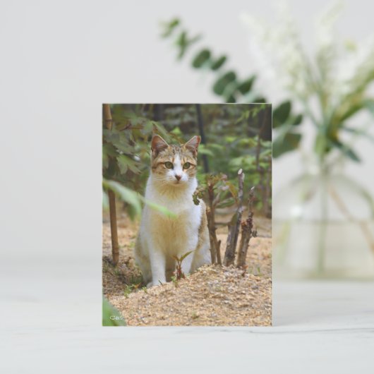 Cat [Postcard] Postkarte (Stehend Vorderseite)