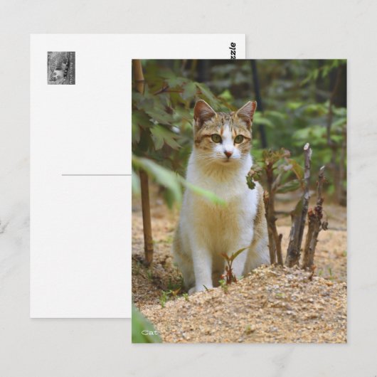 Cat [Postcard] Postkarte (Vorne/Hinten)