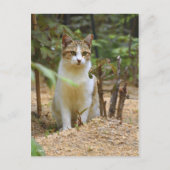 Cat [Postcard] Postkarte (Vorderseite)