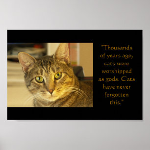Cat Poster