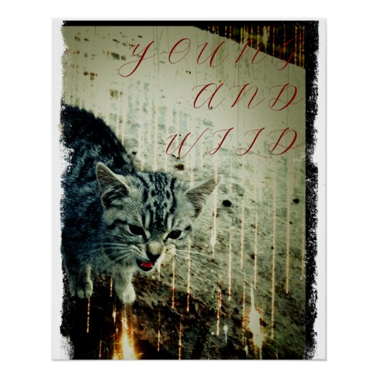 Cat Poster - Young and Wild (Vorderseite)