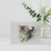 CAT POSTKARTE (Stehend Vorderseite)