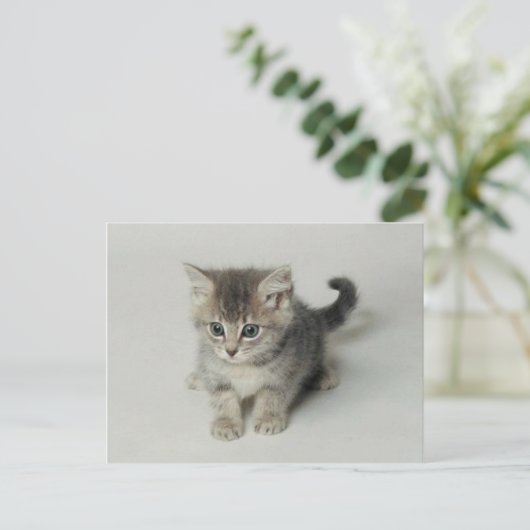 CAT POSTKARTE (Stehend Vorderseite)