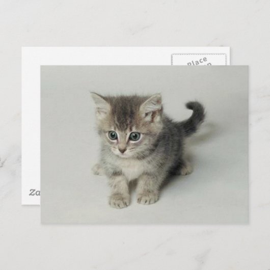 CAT POSTKARTE (Vorne/Hinten)