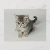 CAT POSTKARTE (Vorderseite)