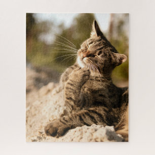 Cat Puzzles Cat Kitten Fotografie Tierische Grafik