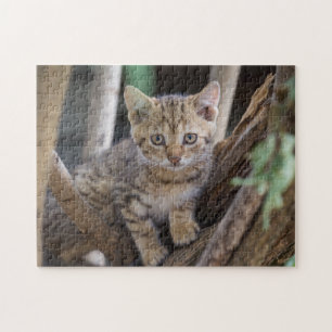 Cat Puzzles Cat Kitten Fotografie Tierische Grafik