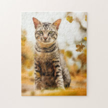 Cat Puzzles Cat Kitten Fotografie Tierische Grafik