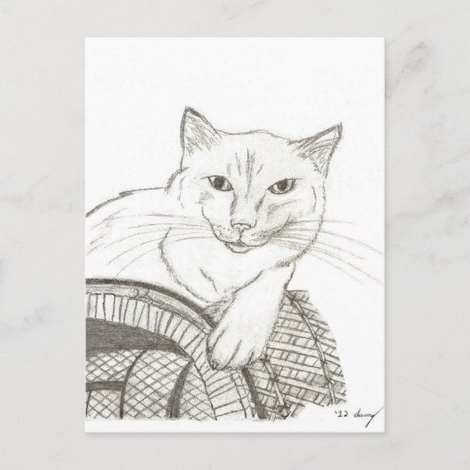 Cat Ragdoll Portrait Postkarte