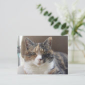 Cat 'Red' Portrait Postkarte (Stehend Vorderseite)