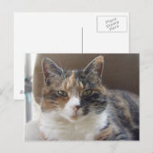 Cat 'Red' Portrait Postkarte (Vorne/Hinten)