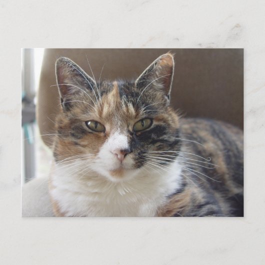 Cat 'Red' Portrait Postkarte (Vorderseite)