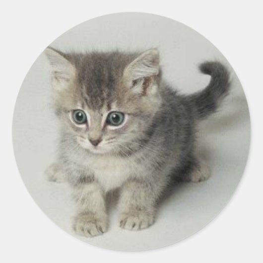 CAT RUNDER AUFKLEBER (Vorderseite)
