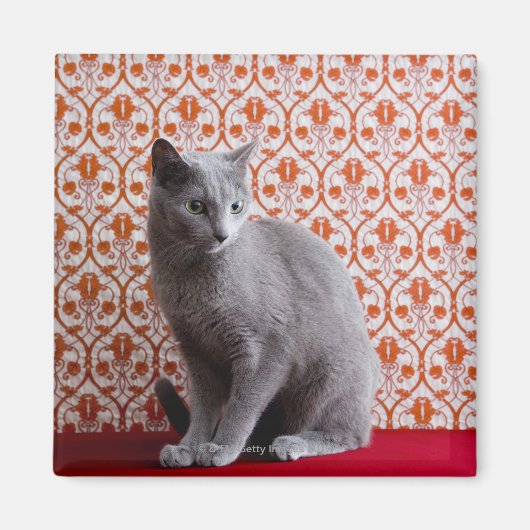 Cat (Russian blue) and wallpaper background Magnet (Vorne)