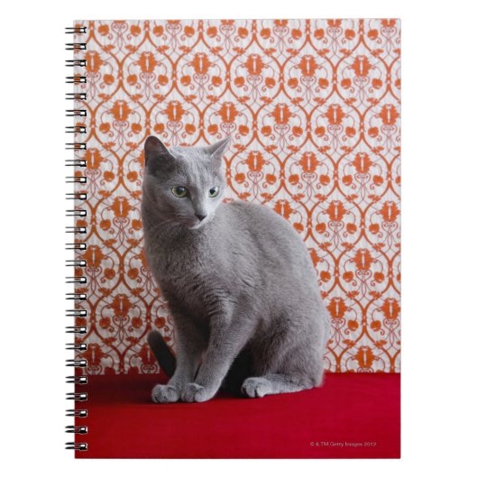 Cat (Russian blue) and wallpaper background Notizblock (Vorderseite)