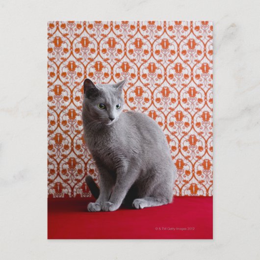 Cat (Russian blue) and wallpaper background Postkarte (Vorderseite)