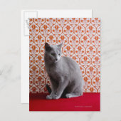 Cat (Russian blue) and wallpaper background Postkarte (Vorne/Hinten)