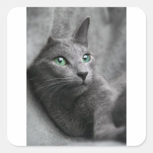 Cat Russian Blue Look Eyes Grau Pet Quadratischer Aufkleber