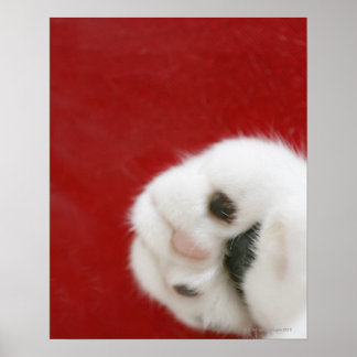 Cat’s paw poster