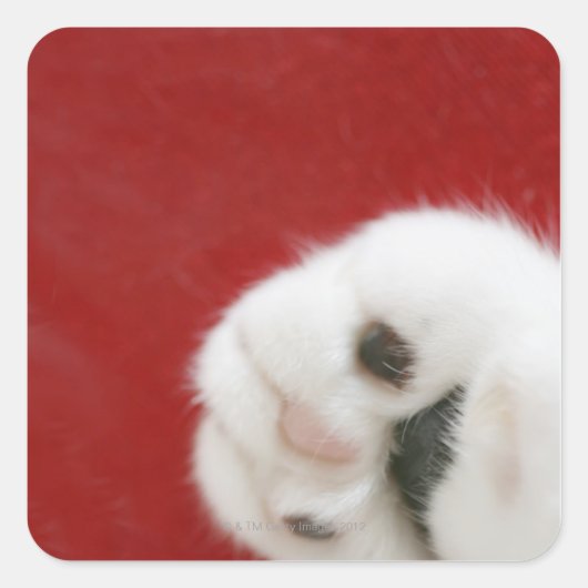 Cat’s paw quadratischer aufkleber (Vorderseite)