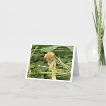 Cat’s Rule Blank Note Cards