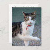 Cat sagt hi CC0215 Niedliches Heimtier Foto Postca Postkarte (Vorne/Hinten)