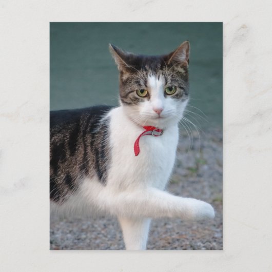 Cat sagt hi CC0215 Niedliches Heimtier Foto Postca Postkarte (Vorderseite)