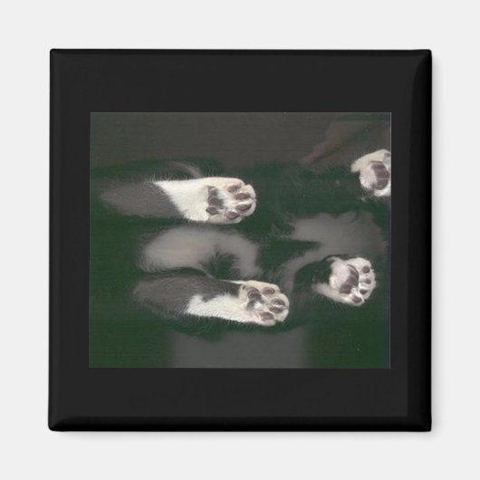 Cat Scan Magnet - schwarz (Vorne)