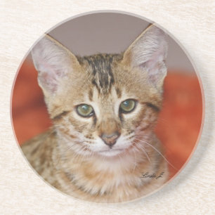 Cat Series---Serval Savannah Cat---Coaster Getränkeuntersetzer