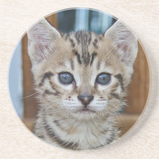 Cat Series - Serval Savannah Cat - Untersetzer (Vorne)